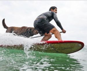 Bono, The Surf Dog