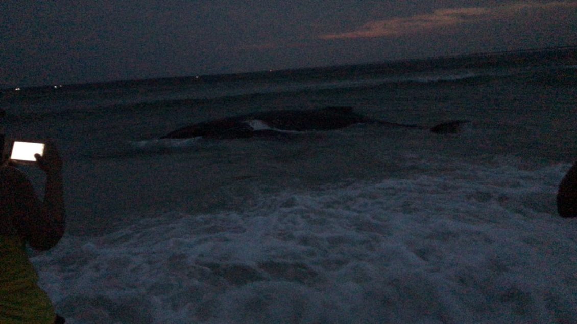 Baleia encalhada em Arraial do Cabo