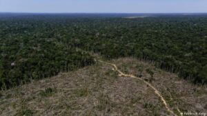 Brasil ganha reforço milionário para combate ao desmatamento