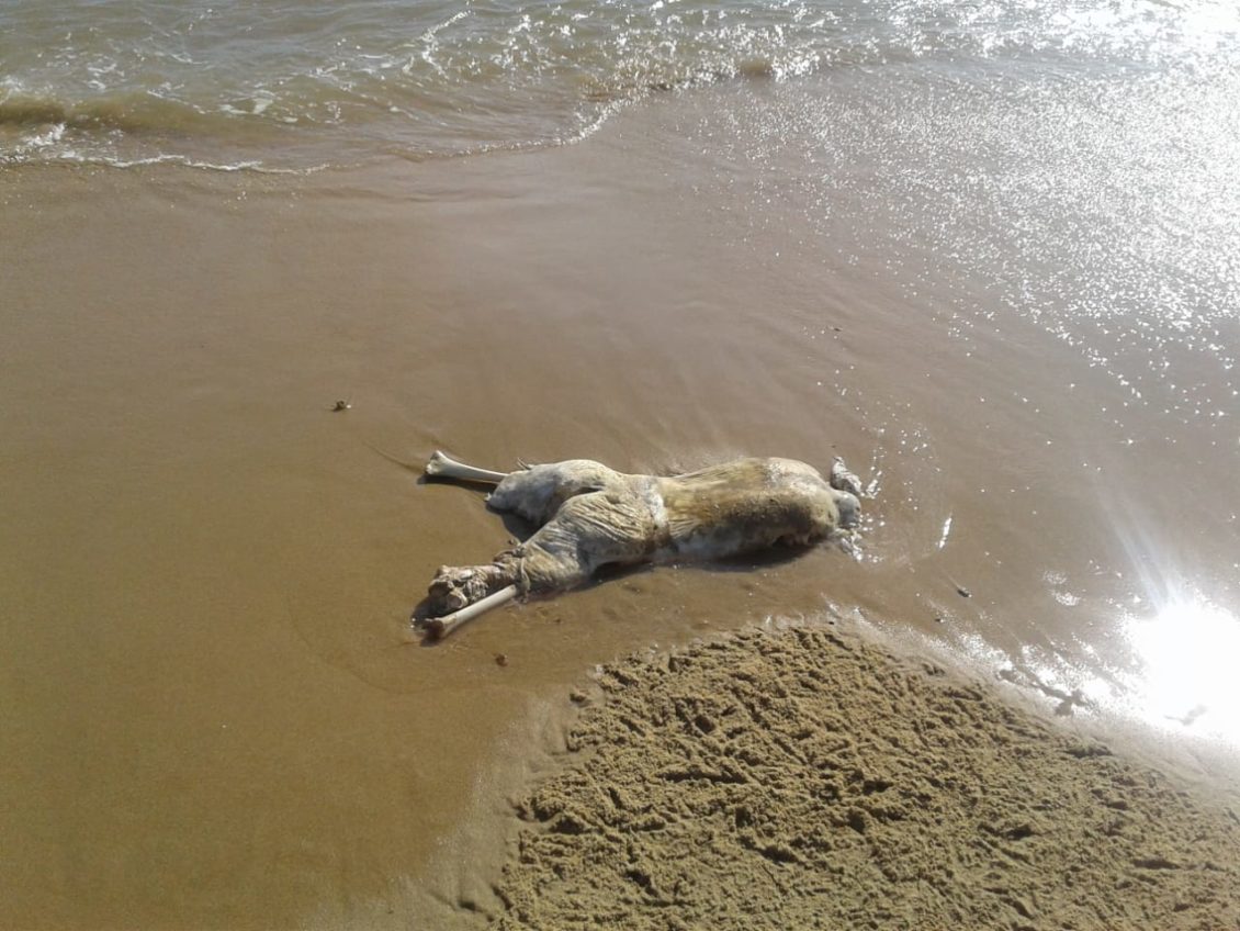 Corpo é encontrado em estado de avançado na Marina, em Búzios Jornal Prensa de Babel Corpo é encontrado em estado de avançado na Marina, em Búzios Jornal Prensa de Babel