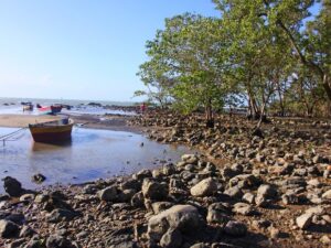 Estudantes de Búzios replantam espécies nativas do Mangue de Pedra