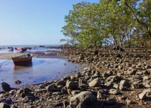 MPF cobra respostas sobre danos ambientais no mangue de pedras
