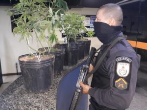 Polícia Militar faz apreensão de pés de maconha em Búzios