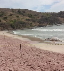 Baleia é encontrada morta em praia de Búzios
