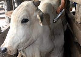 vacinação gado
