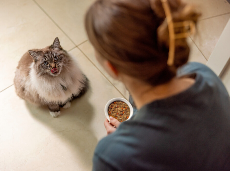 Nutrição terapêutica possibilita mudanças no cuidado com animais