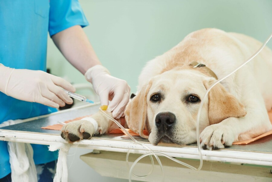 Câncer em pets é responsável pelo grande número de mortes