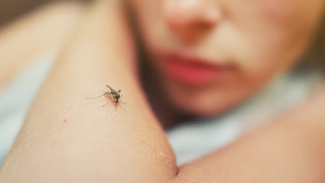 mosquitos-no-verao-como-combate-los-de-forma-eficiente_538x358