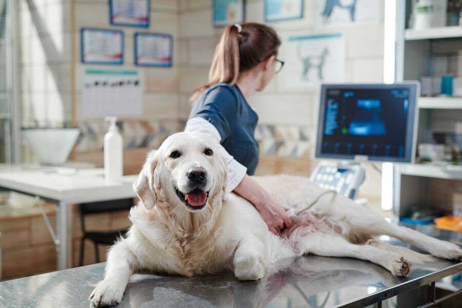 ONC Care da Hill's traz nutrição de apoio para pets em tratamento oncológico