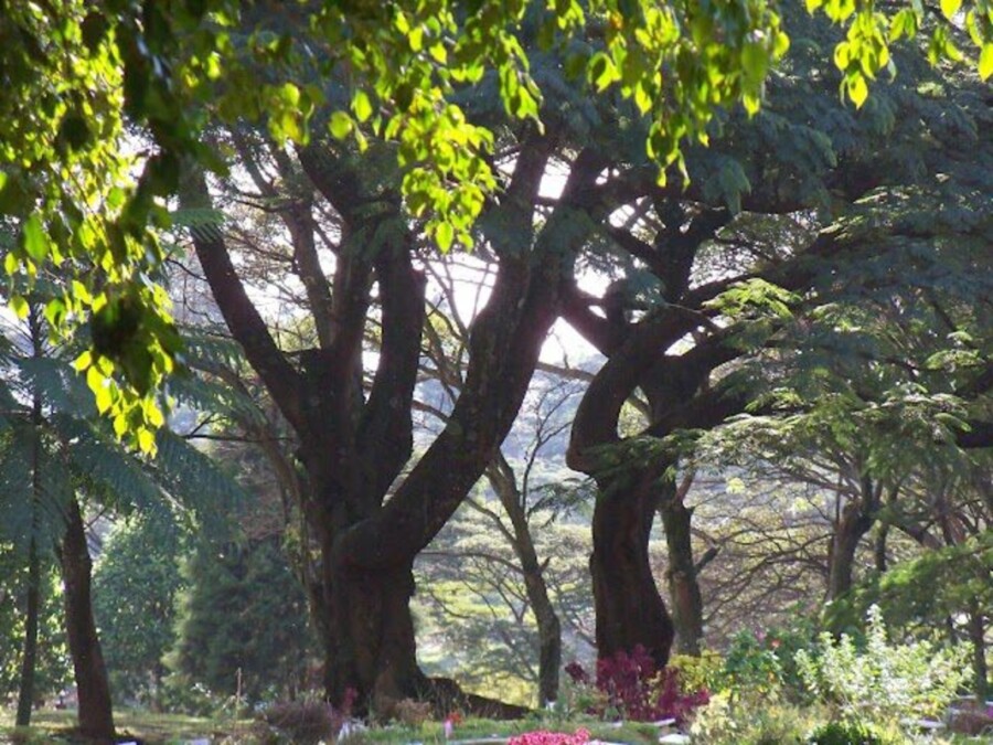 Cemitério Vila Formosa é a quarta maior área verde de SP