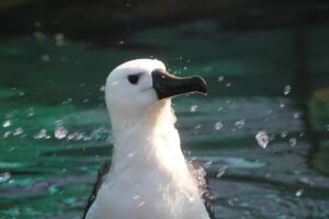 Instituto Albatroz assum projeto da Petrobras na Região dos Lagos