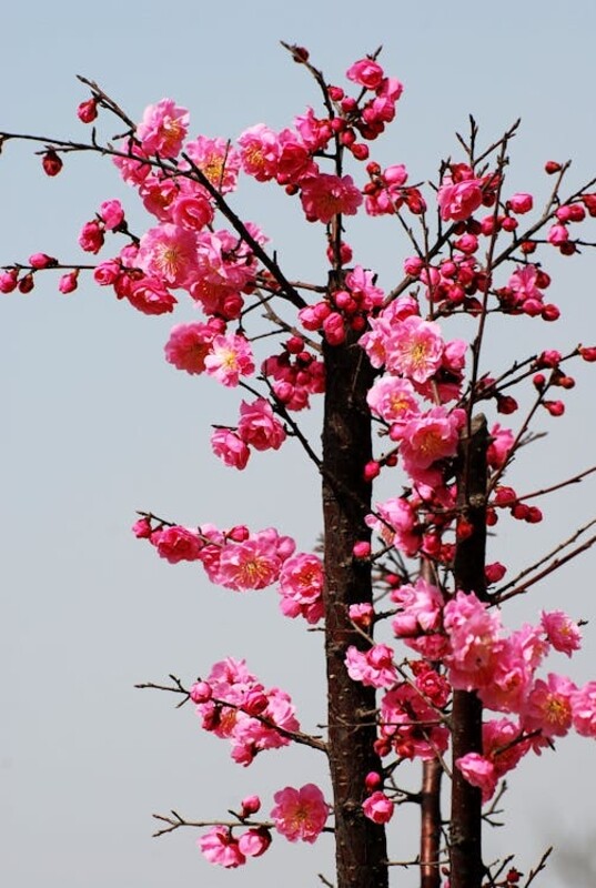 Primavera é a estação do ano marcada pelo florescimento das plantas