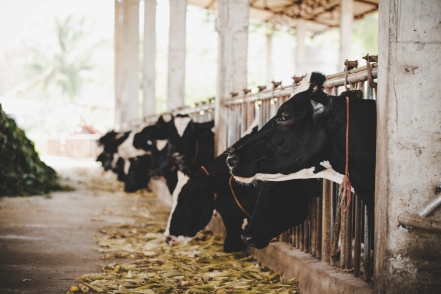 Escovas especiais oferecem higiene e eficiência à agropecuária