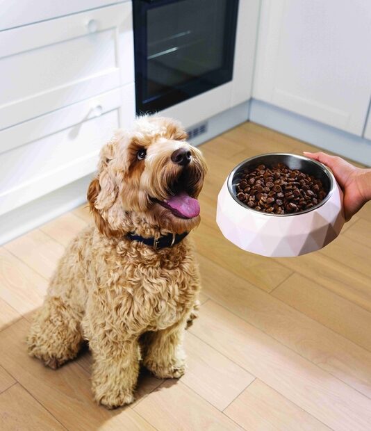 Hill's Pet Nutrition lança a linha Hill's SD Specialty para condições especiais