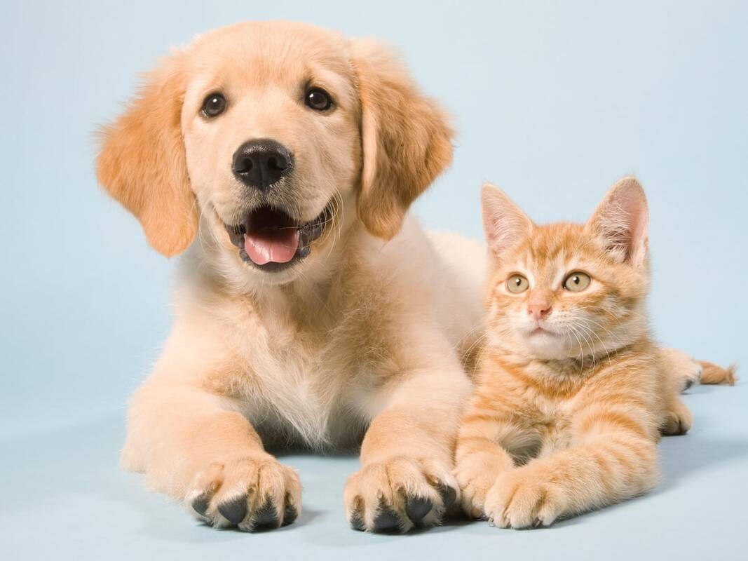 Dia Nacional de Adotar um Animal será comemorado pelo 25º ano consecutivo