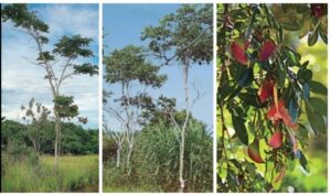 Nova espécie descoberta em Búzios reforça valor científico da flora local