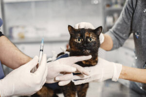 Rio das Ostras inicia Campanha de Vacinação Antirrábica Animal neste sábado