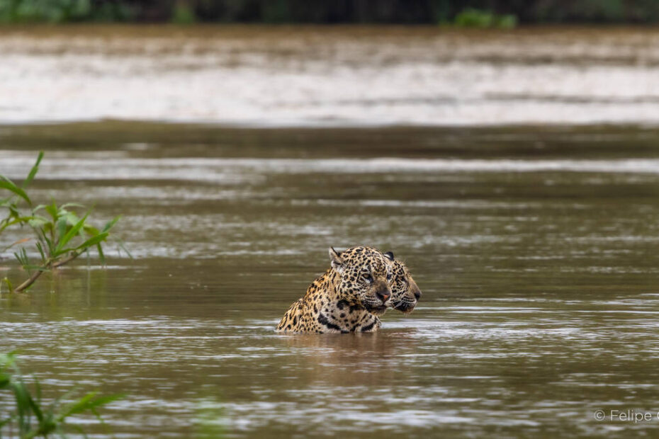 Felipe Cuoco amplia projeto sobre o bioma pantaneiro