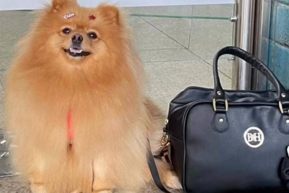 Criança autista ganha direito de andar com cão de suporte em condomínio