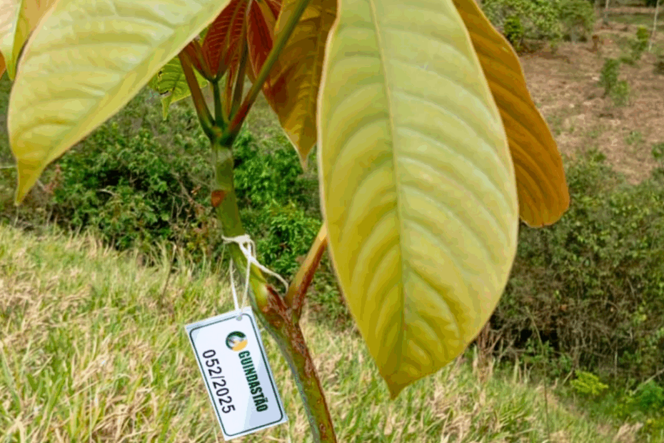 Era da sustentabilidade impulsiona ações de reflorestamento