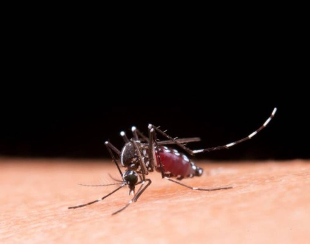 Casos de dengue caem, mas risco de surto ainda preocupa