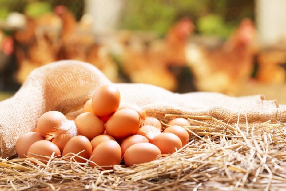 Giraffas reforça norma de uso obrigatório de ovos cage-free