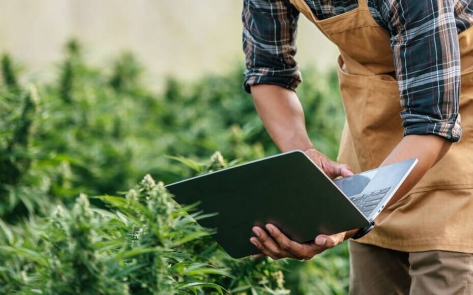 Novas RDCs da Anvisa aquecem mercado de cannabis medicinal