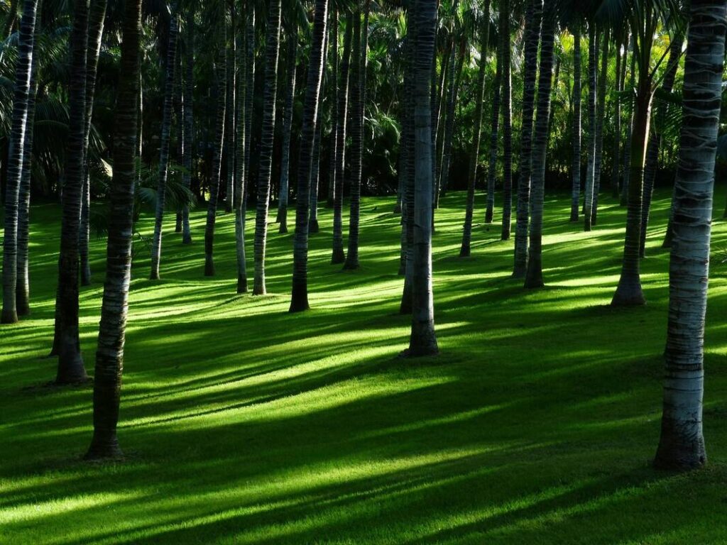 Mercado de carbono impulsiona a agenda ambiental e econômica