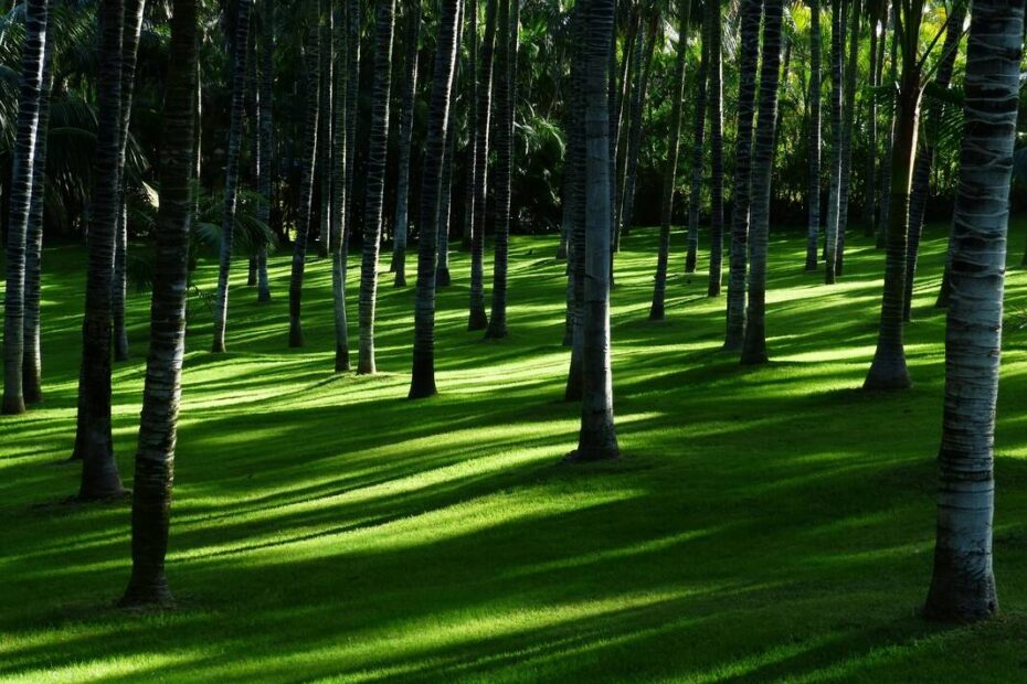 Mercado de carbono impulsiona a agenda ambiental e econômica
