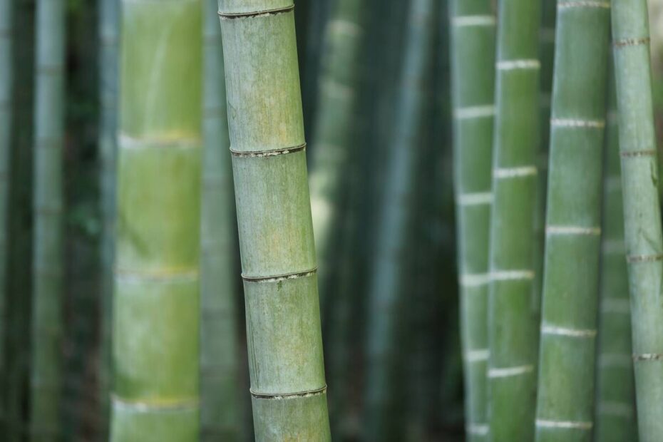 Bambu reúne propriedades que ampliam seu uso no lar