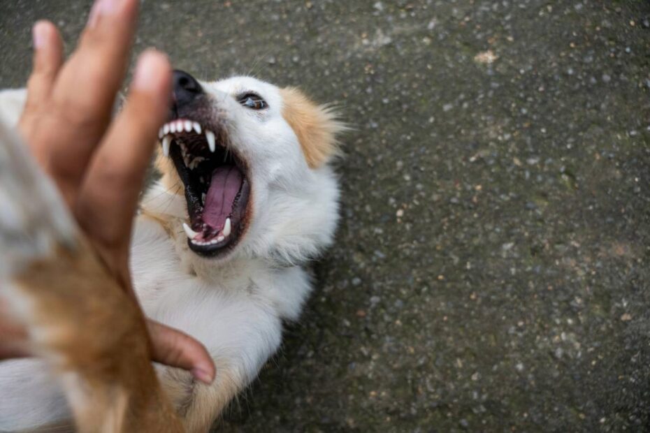 Rio das Ostras orienta população sobre prevenção da raiva após mordidas e arranhões de animais hoje / Crédito da Imagem: Divulgação Segundo a Secretaria de Saúde, durante o atendimento os profissionais avaliam o tipo de exposição, gravidade da lesão, local do ferimento e as condições do animal envolvido no acidente. Também é analisada a possibilidade de observação do animal por dez dias para monitoramento de sintomas. Nos casos em que o animal permanece saudável e pode ser acompanhado, o paciente poderá apenas ficar em observação ou receber vacinação, conforme avaliação clínica. Já quando o animal apresenta sinais suspeitos, desaparece, morre ou não pode ser monitorado, o esquema de vacinação antirrábica deve ser iniciado imediatamente. De acordo com o protocolo, acidentes considerados graves — como mordidas profundas, múltiplas lesões ou ferimentos em regiões como cabeça, mãos e pés — podem exigir, além da vacina, a aplicação do soro antirrábico. A Vigilância em Saúde destaca que a raiva humana é uma doença de alta letalidade após o surgimento dos sintomas, tornando o atendimento rápido fundamental para evitar complicações. Na Região da Baixada Litorânea, os polos especializados para aplicação do soro antirrábico ficam em Araruama e Cabo Frio. Pacientes avaliados nas unidades de saúde poderão ser encaminhados para esses locais quando necessário / Crédito da Imagem: Divulgação