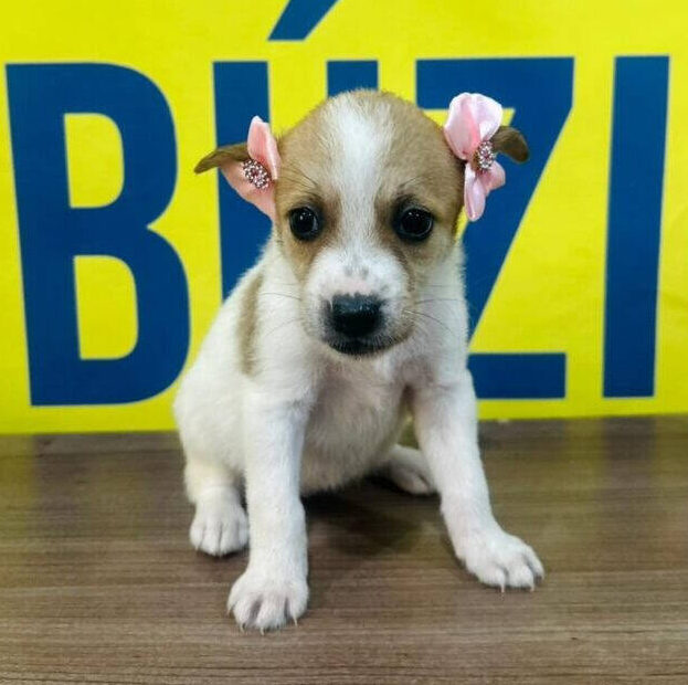 Feira de adoção de cães e gatos acontece neste sábado na Praça Santos Dumont em Búzios das 9h às 13h / Crédito da Imagem: Divulgação