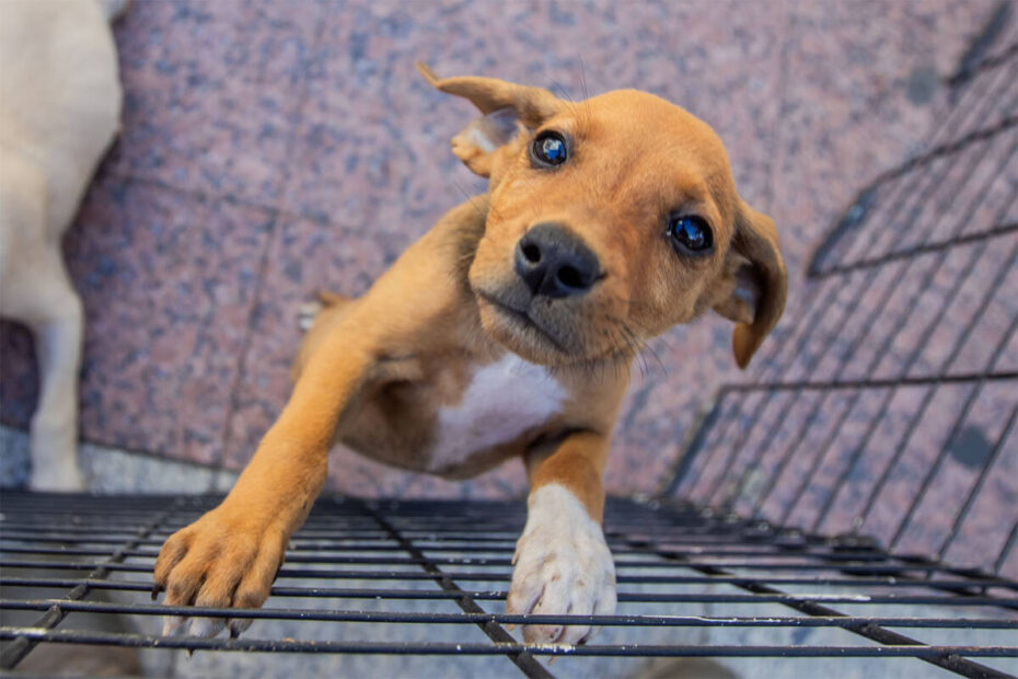 Macaé terá Feira de Adoção Animal neste sábado no Shopping Plaza, com cães e gatos resgatados I Crédito da Imagem: Moises Bruno