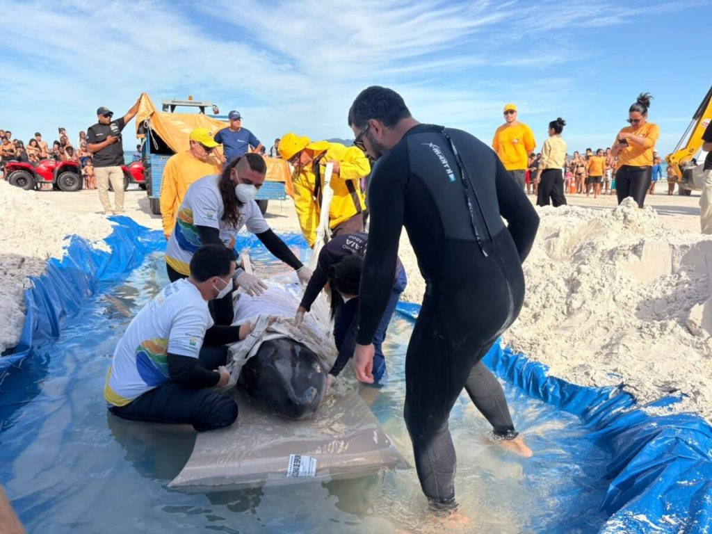 Equipes realizam o resgate de um cachalote-mirim na Praia do Forte antes do transporte para o Instituto BW, em Araruama.