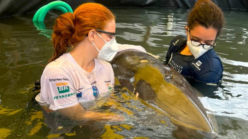Fêmea de cachalote-pigmeu recebe atendimento veterinário em tanque de reabilitação no Centro de Reabilitação do Instituto Albatroz, em Araruama.