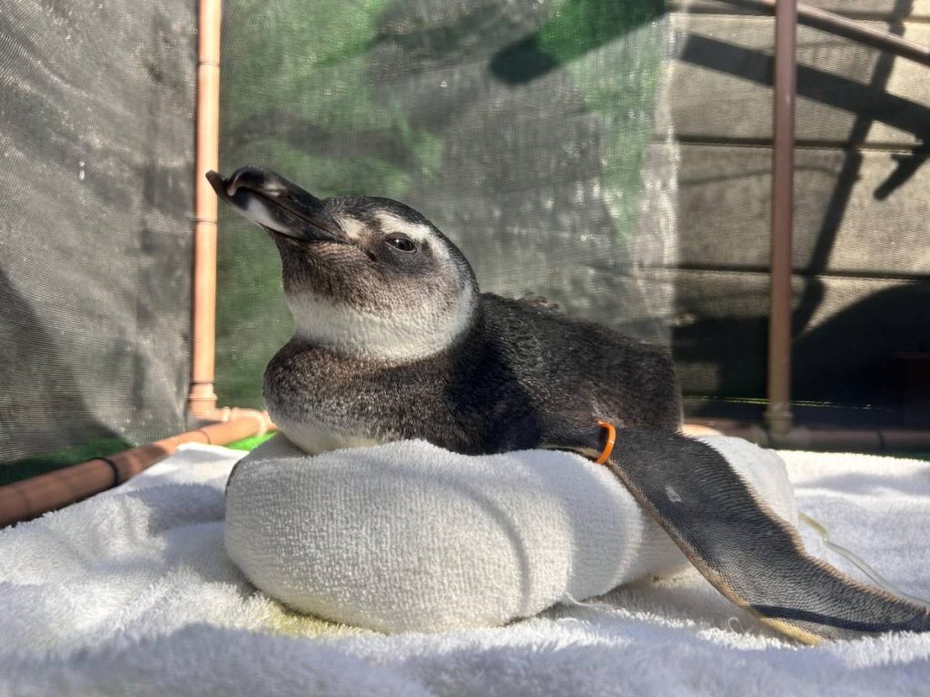 Pinguim-de-Magalhães resgatado pelo Instituto Albatroz durante a temporada de migração na Região dos Lagos.