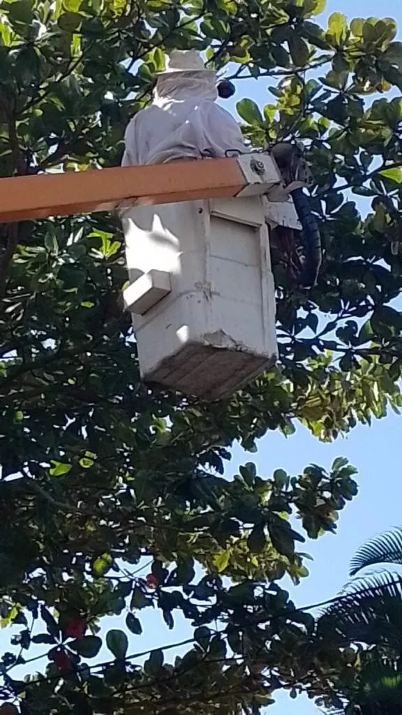 Árvore sendo retirada em área urbana de Búzios conforme autorização ambiental.