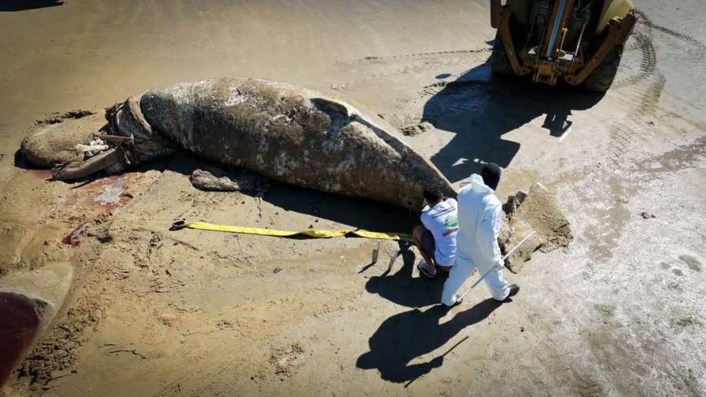 Equipes realizam a retirada de uma baleia encalhada na Praia da Marina, em Búzios, com apoio do Instituto BW.