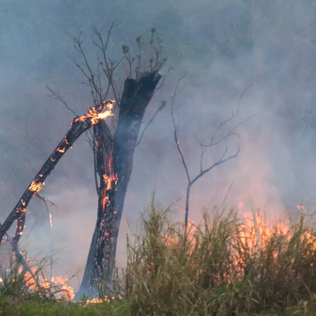Vegetação seca em Cabo Frio durante período de estiagem, com alerta da Defesa Civil para risco de incêndios florestais.