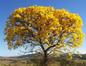 Primavera chega com dias mais longos e previsão de chuva no Sudeste