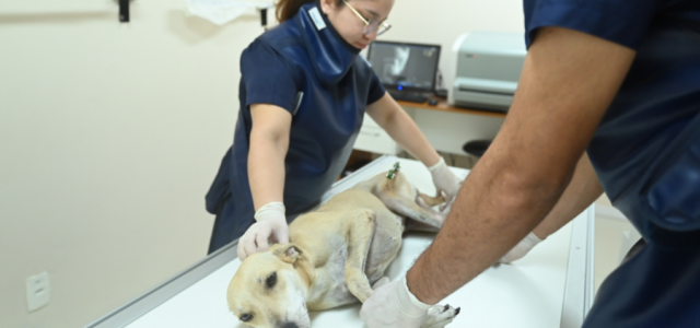 Instituição de ensino em Manaus oferece atendimento aos pets