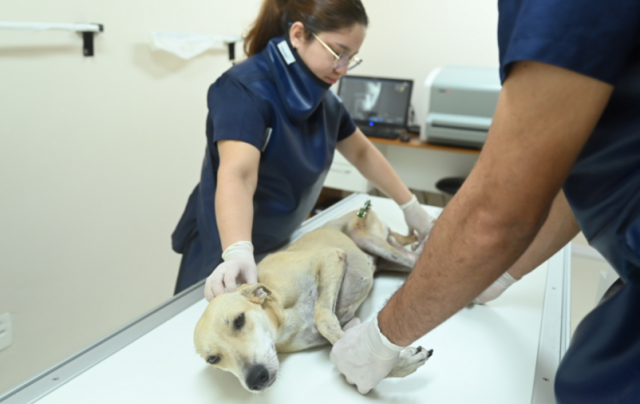 Instituição de ensino em Manaus oferece atendimento aos pets