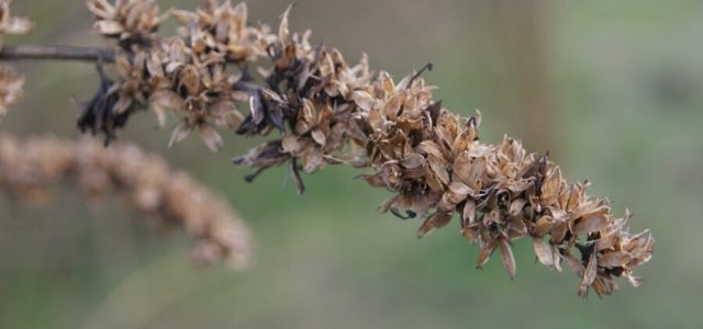 Flores secas se mostram alternativas práticas para decoração