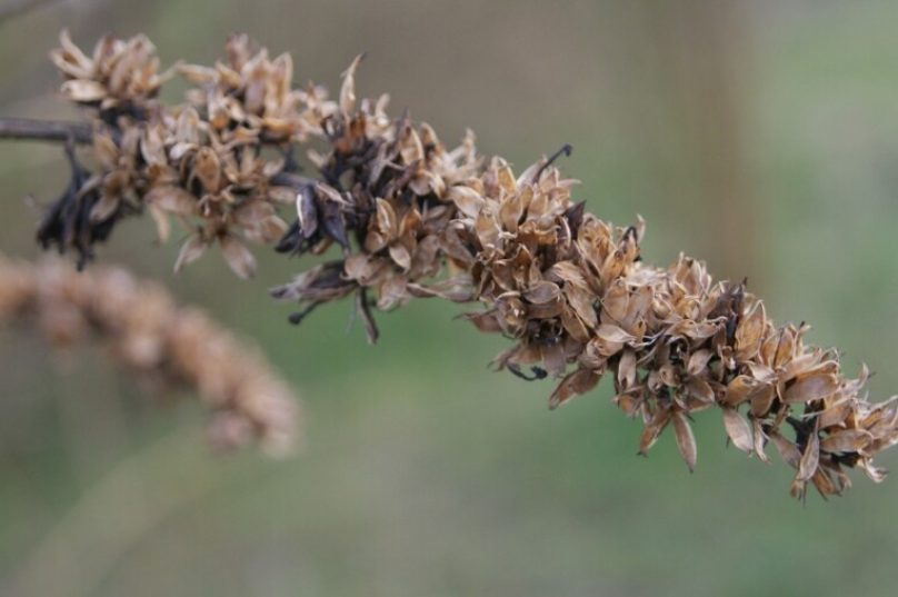 Flores secas se mostram alternativas práticas para decoração