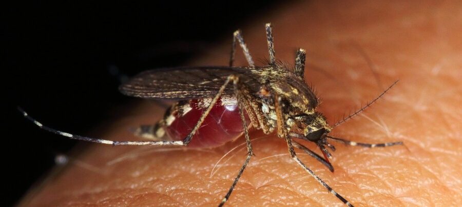 Dengue pode causar diversas complicações oculares