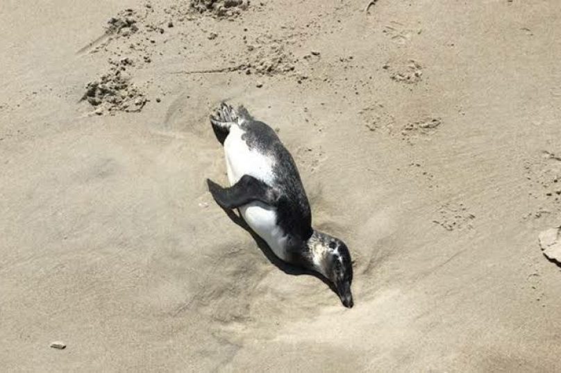 pinguim morto