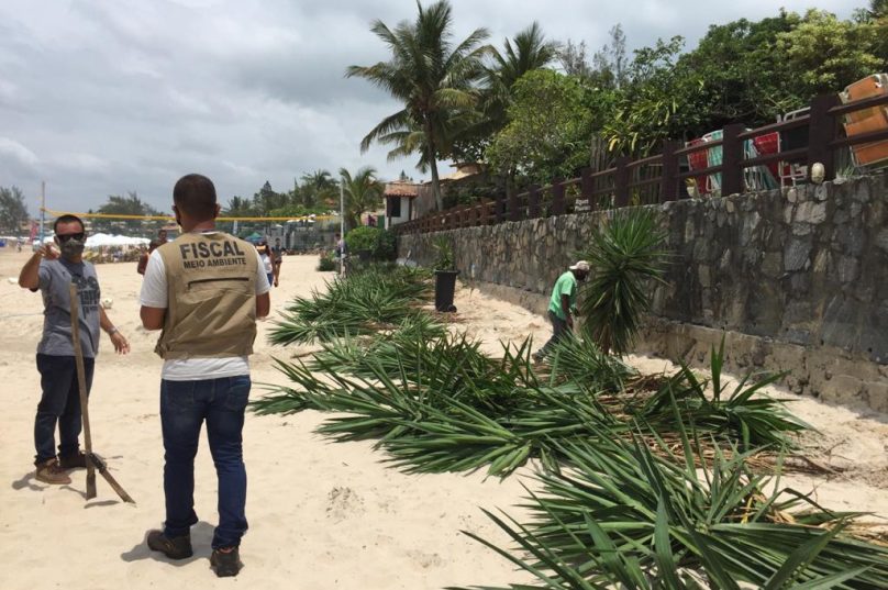 Yucas plantadas na faixa de areia da Praia de Geribá. Imagem: Reprodução/ Prefeitura de Búzios