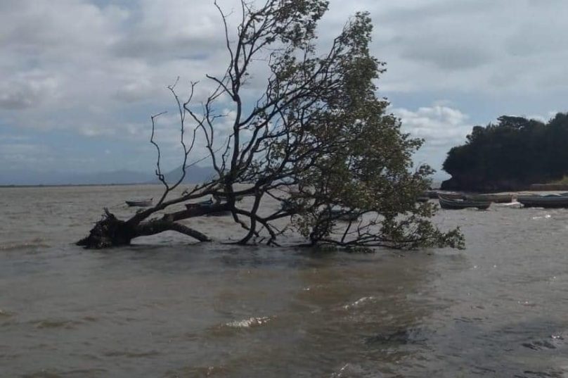Árvore do Mangue de Pedras - Búzios. Imagem: GMA Búzios