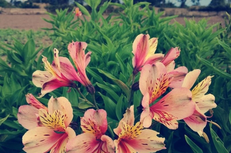 Astromélias se mostram opções viáveis para decoração, mas exigem cuidados