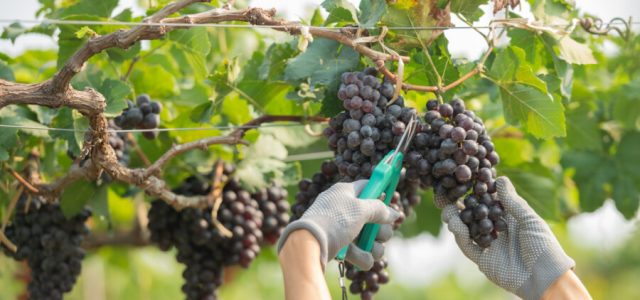 Vinícolas argentinas têm pior colheita em 30 anos